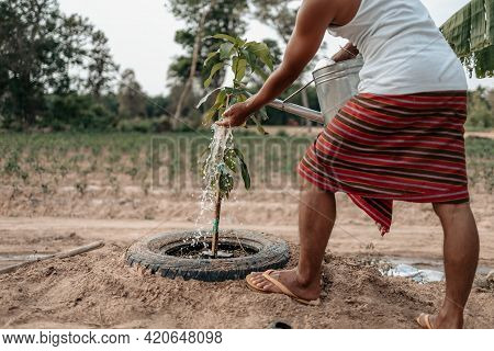 Hands Use Watering Metal Can Pouring Water Mango Plants. Farm And Argiculture At Countryside Concept
