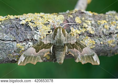 Closeup Of The Lime Hawk Moth, Mimas Tiliae