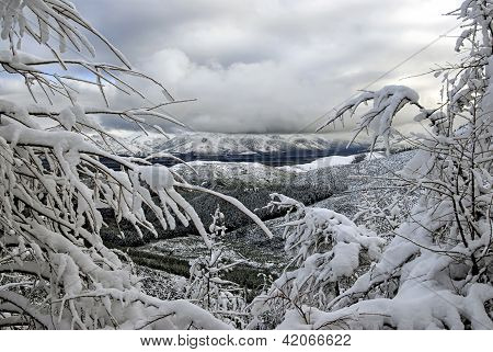 Snötäckta träd