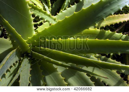 Aloe Vera