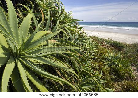 Aloe Vera