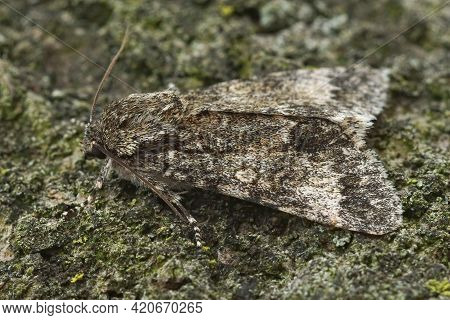 Closeup Of The Poplar Grey  Owlet Moth, Subacronicta Megacephala