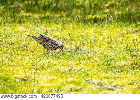 Song Thrush, Turdus Philomelos, Visiting A Garden In Ireland