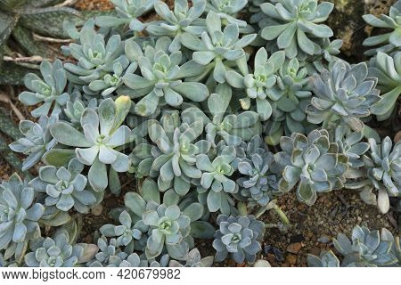 Close Up Of Pachyphytum On Stone Ground In Garden