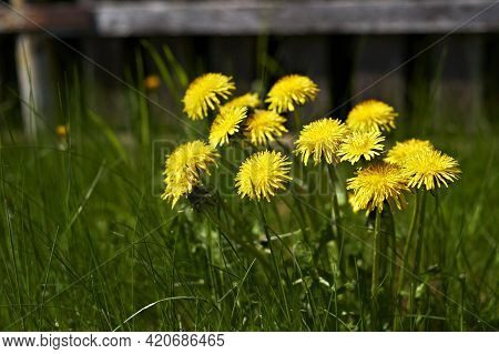 Dandelions By The Fence In The Garden. Selective Focus On Dandelions Heads. Close Up