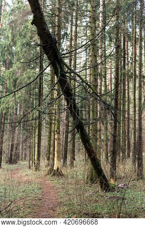 Fallen Tree In The Forest. Consequence Of Strong Wind.