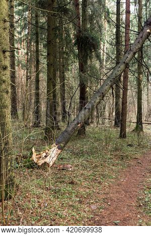 Fallen Tree In The Forest. Consequence Of Strong Wind.