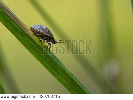 Heteroptera. Background Close-up Beetle Bug On The Grass. Brown Shield Bug. Insect Pentatomidae On A