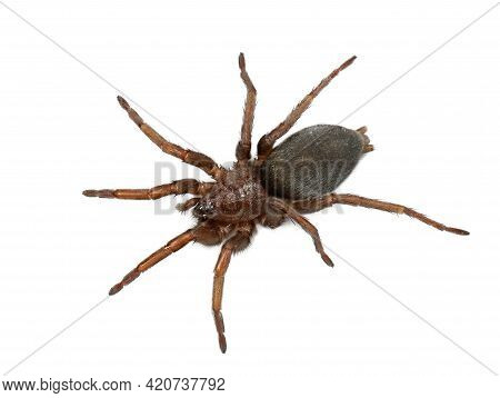 European Spider Top View Isolated On White Background