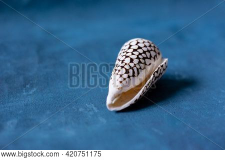 Black Cone On A Blue Background. Conus Marmoreus. Shell With White Triangle.