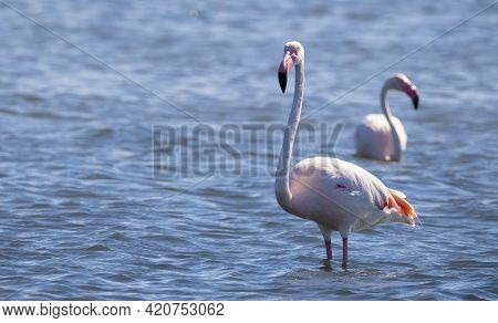 Flock Of Flamingos In Their Natural Ecosystem,phoenicopterus