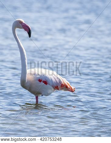 Flock Of Flamingos In Their Natural Ecosystem,phoenicopterus