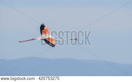 Pink Flamingo In Flight Over The Lake Of Porto Pino, South Sardinia