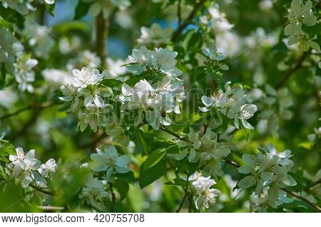 Blooming Trees In Spring, Blooming Apple Tree