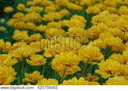 Spring Flowers Blooming Beautiful Yellow Tulips In A Meadow