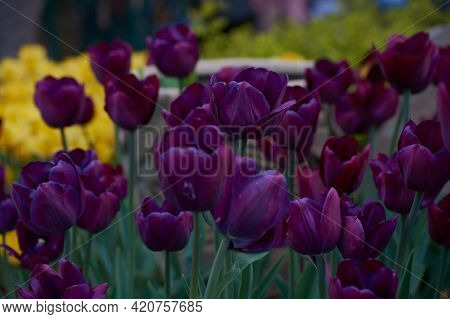 Spring, Blooming Flowers, Meadow Of Blooming Burgundy Tulips