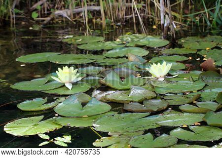 Beautiful Water Lilies Bloom On The Edge Of A Pond In Summer.