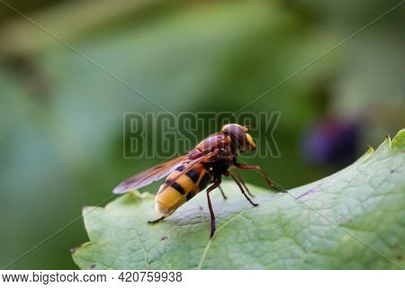 Close Up Of A Fly On A Plant.