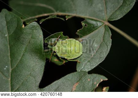 Portrait Of A Green Bug, A Stink Bug.
