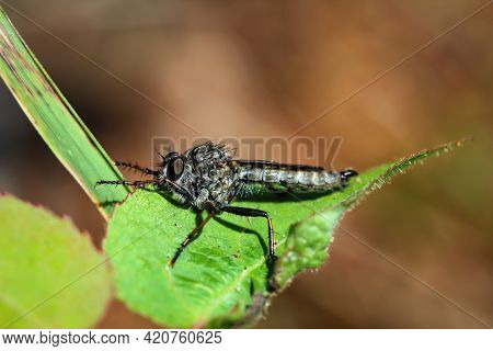 Close Up Of A Fly On A Plant.