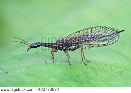 Closeup Of One Of The Odd , Bizarre Looking Snakeflies , Xanthostigma Xanthostigma