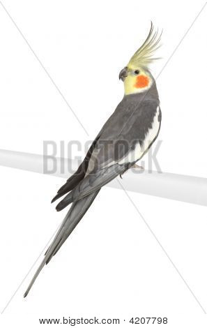 Nymphensittich - Nymphicus Hollandicus