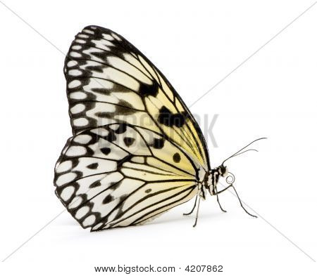 ผีเสื้อ Leuconoe คิด