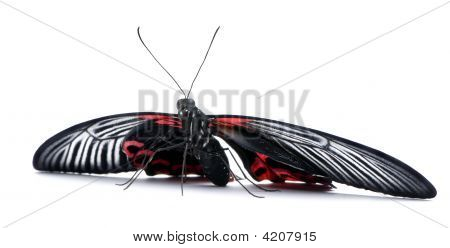 Papilio Rumanzovia (female) Butterfly