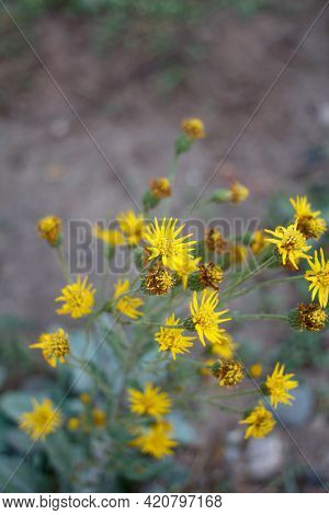 Terminal Radiate Head Inflorescences Of California Silk Goldenaster, Heterotheca Grandiflora, Astera