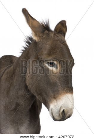 Æsel (4 år)