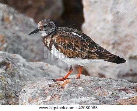 겨울에는 플로리다에서 붉게 Turnstone Shorebird