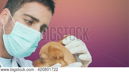 Caucasian male doctor wearing face mask examining puppy dog against purple gradient background. healthcare and medical research technology concept