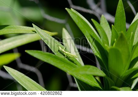 Tiny Green Praying Mantis On A Lily Leaf.  Insect Watching You.  Macro Shot. Little Bug In A Big Wor
