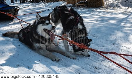 Black And White Siberian Huskies Are Harnessed, Resting On A Snowy Road. One Dog Lies, Opened Its Mo