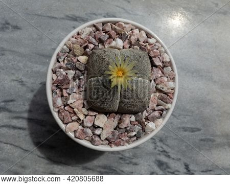 Astrophytum Myriostigma Quadricostatum Cactus Flower High Angle View With A Marble Background