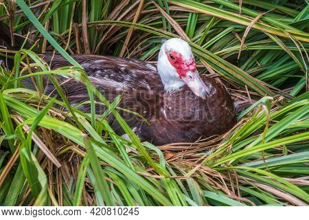 White And Black Duck With Red Head, The Muscovy Duck, Sits In Nest, The Muscovy Duck, Lat. Cairina M