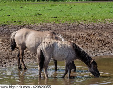 wild horses in the german muensterland near merfeld
