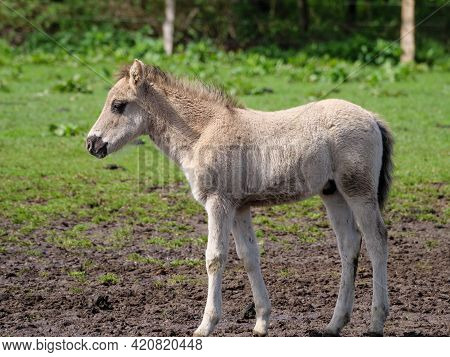 wild horses in the german muensterland near merfeld