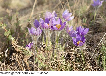 Altai Snowdrops, Purple Blossoming Flowers, First Spring Blooms. Natural Blue Pasque Flower Close Up