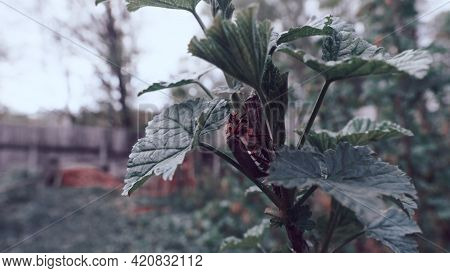 May Beetle, Cartilage Sits On A Branch Of Currants. Insects, Beetles. The Period Of The May Beetles.