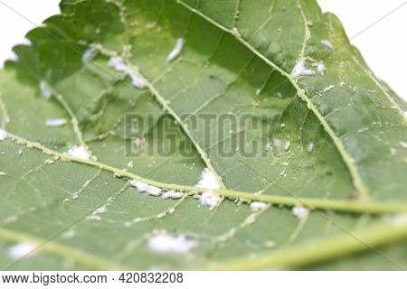 Fungus On Morus Alba Linn Leaf On White Background
