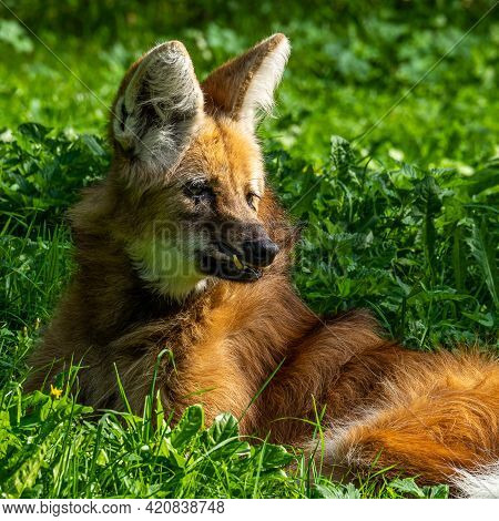 The Maned Wolf, Chrysocyon Brachyurus Is The Largest Canid Of South America. This Mammal Lives In Op