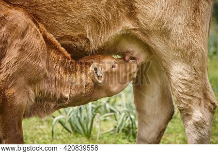 Unweaned Calf Suckling From His Mother. Bovine Cattle. Nursling