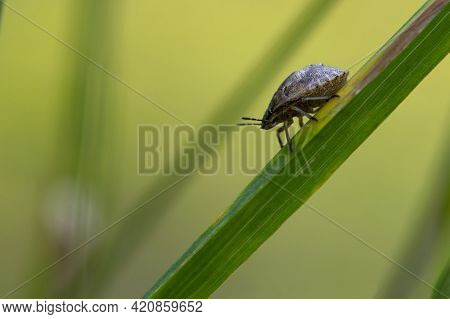 Heteroptera. Background Close-up Beetle Bug On The Grass. Brown Shield Bug. Insect Pentatomidae On A