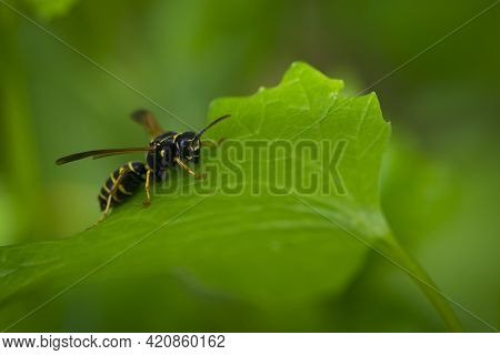 Wasp On A Green Leaf. Parts Of The Body Of A Wasp Close-up. Insect Close-up. Yellow Pattern On The B