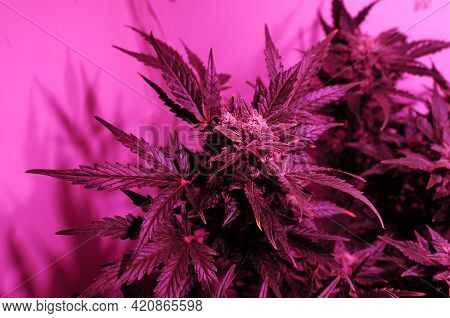 Cannabis Bush Close-up In Grow Box With Led Phyto Lamp. Pink Neon Grow Light. Micro Growing.