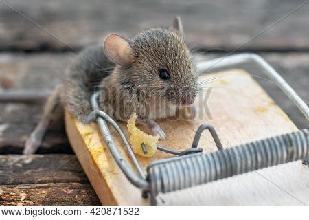 Dead Mouse In A Mousetrap. Mouse Hunting. The Mouse Is A Small Rodent And Pest