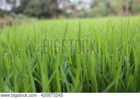 The Seeds Of Rice Plants That Are Seen Up Close
