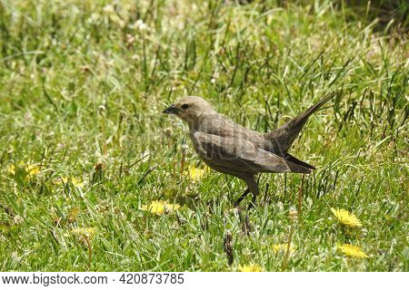 A Female Brown-headed Cowbird Enjoying A Beautiful Day In A Meadow In The Eastern Sierra Nevada Moun