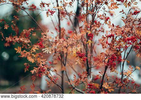 Beautiful Autumn Nature Background With Yellowed Leaves Of Rowan Tree And Red Berry On Branches. Sce